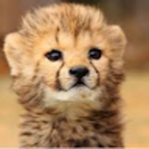 Meet your Posher, Andy